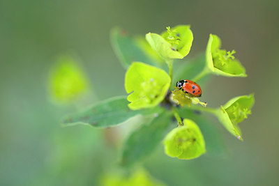 BUITEN BEELD Foto: 376131