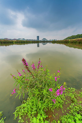 BUITEN BEELD Foto: 376176