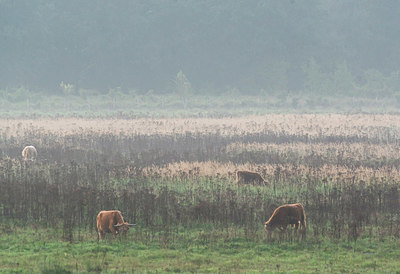 BUITEN BEELD Foto: 376248