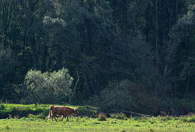 BUITEN BEELD Foto: 376268