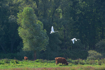 BUITEN BEELD Foto: 376269