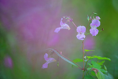 BUITEN BEELD Foto: 376280