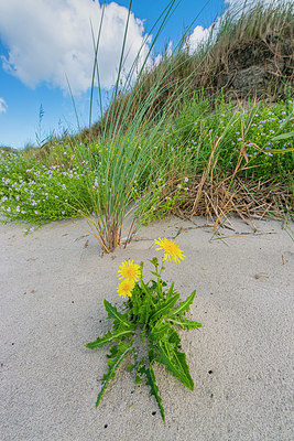 BUITEN BEELD Foto: 376296