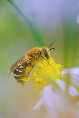 BUITEN BEELD Foto: 376315