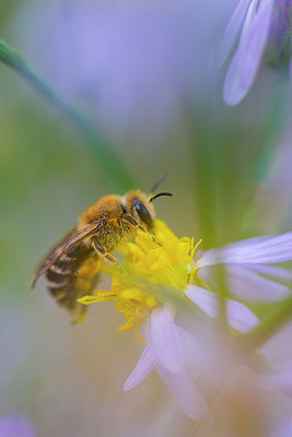 BUITEN BEELD Foto: 376316