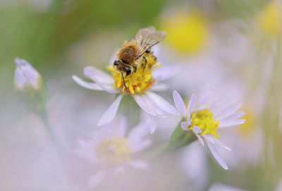 BUITEN BEELD Foto: 376318