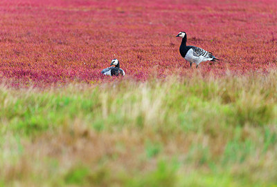 BUITEN BEELD Foto: 376334