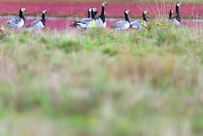 BUITEN BEELD Foto: 376338