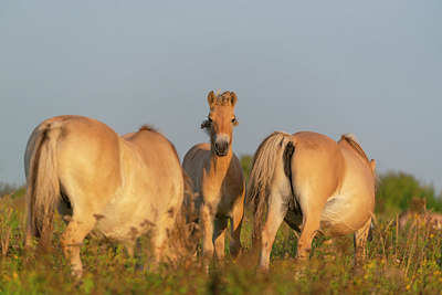 BUITEN BEELD Foto: 376398