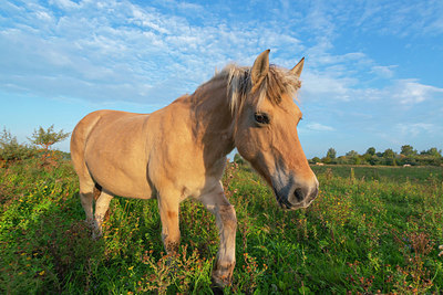 BUITEN BEELD Foto: 376408