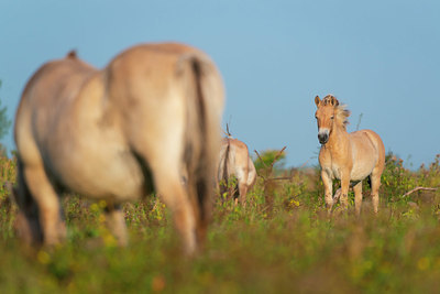 BUITEN BEELD Foto: 376412