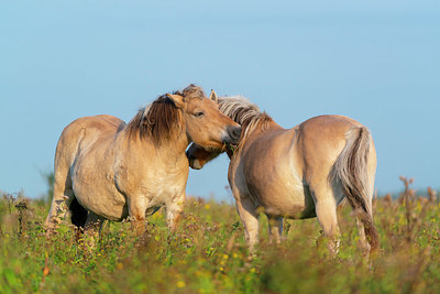 BUITEN BEELD Foto: 376414