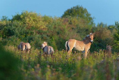 BUITEN BEELD Foto: 376418