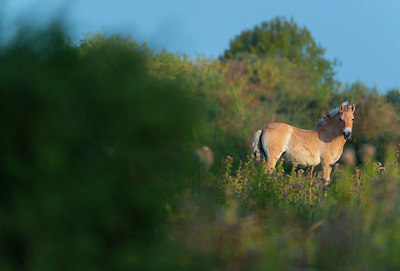 BUITEN BEELD Foto: 376419