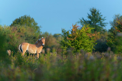 BUITEN BEELD Foto: 376420