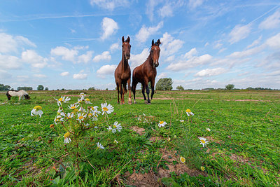 BUITEN BEELD Foto: 376455