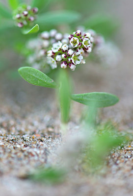 BUITEN BEELD Foto: 376508