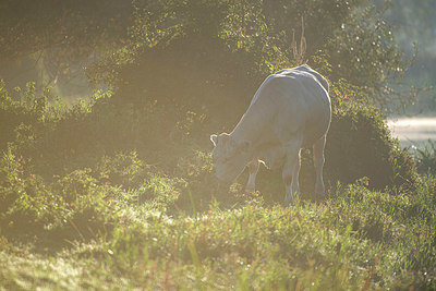 BUITEN BEELD Foto: 376577