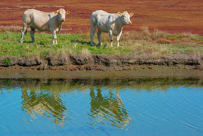 BUITEN BEELD Foto: 376592