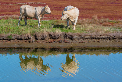 BUITEN BEELD Foto: 376593