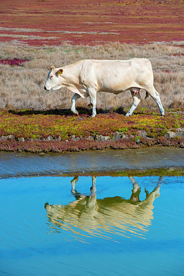 BUITEN BEELD Foto: 376595