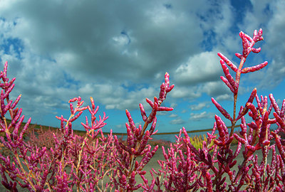 BUITEN BEELD Foto: 376626