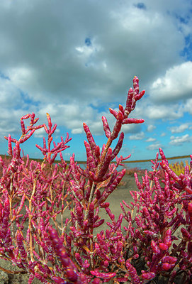 BUITEN BEELD Foto: 376627