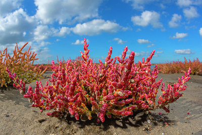 BUITEN BEELD Foto: 376631