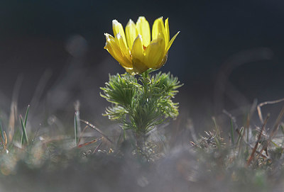 BUITEN BEELD Foto: 376650