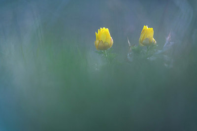 BUITEN BEELD Foto: 376655
