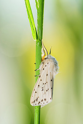 BUITEN BEELD Foto: 376816