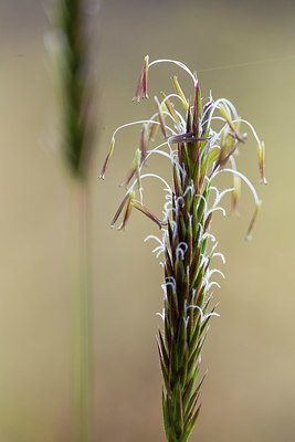 BUITEN BEELD Foto: 377146