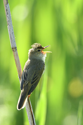 BUITEN BEELD Foto: 377161