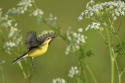 BUITEN BEELD Foto: 377168