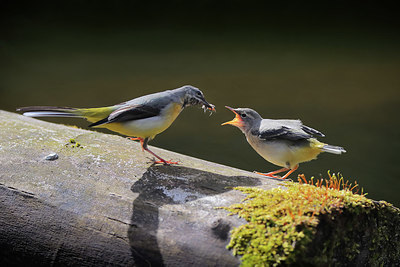 BUITEN BEELD Foto: 377537