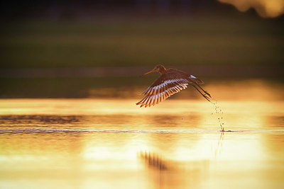 BUITEN BEELD Foto: 377555