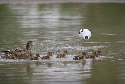 BUITEN BEELD Foto: 377559