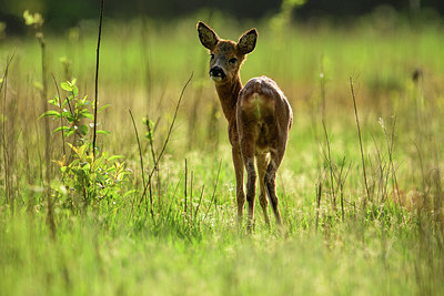 BUITEN BEELD Foto: 377740