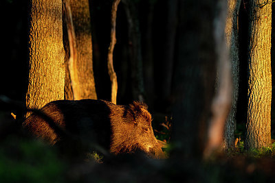 BUITEN BEELD Foto: 377745