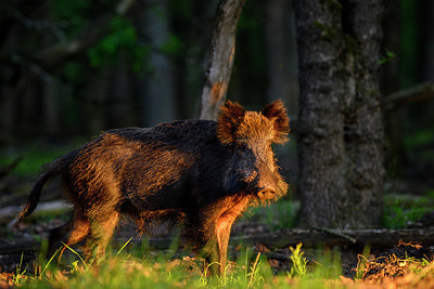BUITEN BEELD Foto: 377746