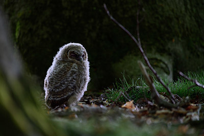 BUITEN BEELD Foto: 377750