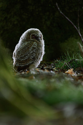 BUITEN BEELD Foto: 377751