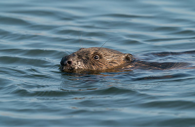 BUITEN BEELD Foto: 377803