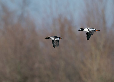 BUITEN BEELD Foto: 377811