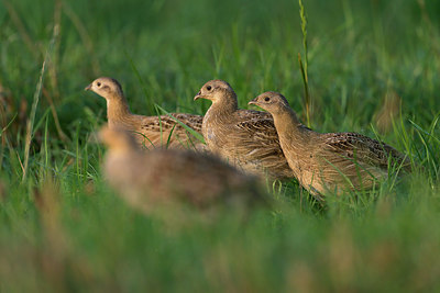 BUITEN BEELD Foto: 377813