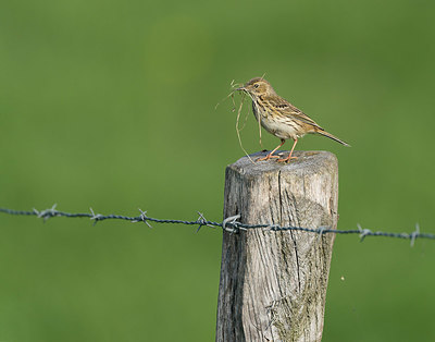BUITEN BEELD Foto: 377817