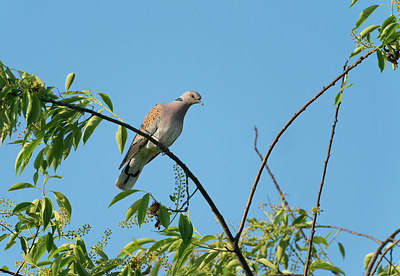 BUITEN BEELD Foto: 377829