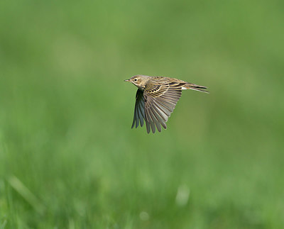 BUITEN BEELD Foto: 377856