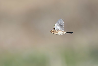BUITEN BEELD Foto: 377858