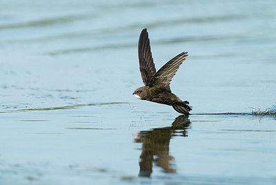 BUITEN BEELD Foto: 377864